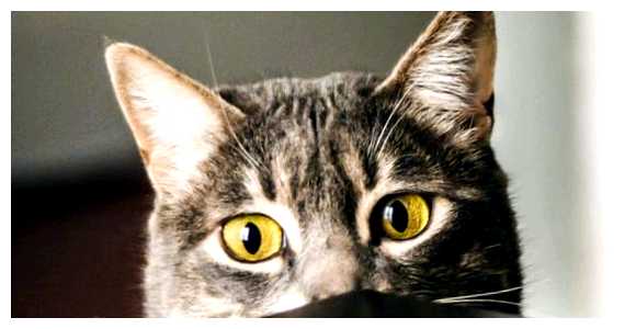 Какие люди не нравятся кошкам