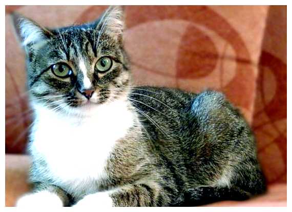 Какие народы не любят кошек