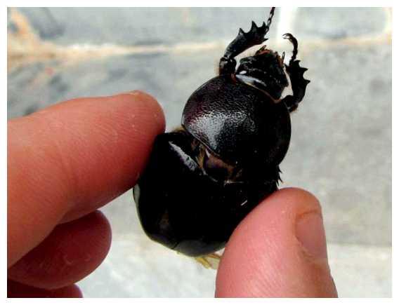 Какие опасные насекомые есть во Вьетнаме