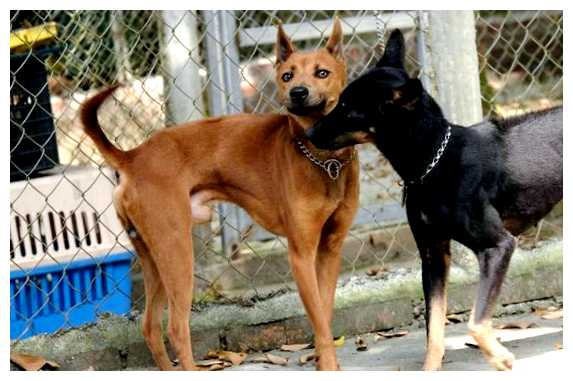 Какие породы собак едят во Вьетнаме