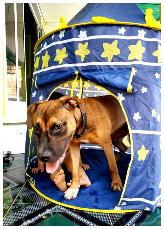 Какие породы собак едят во Вьетнаме