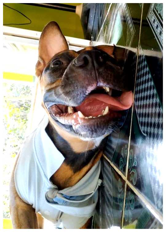 Какие породы собак едят во Вьетнаме