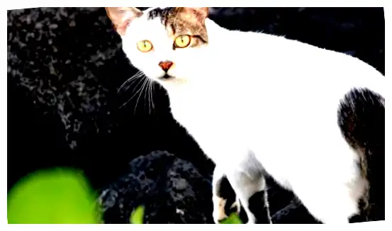 Какие страны любят кошек