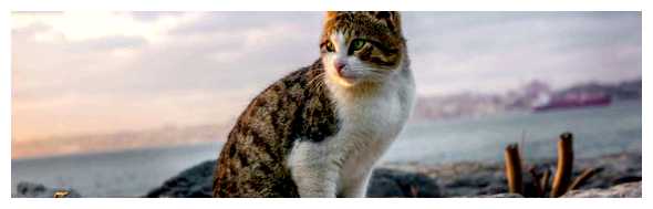 Какие страны любят кошек