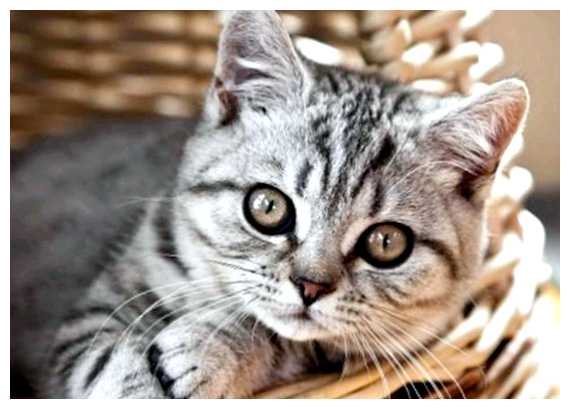 Какие страны любят кошек