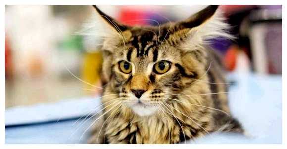 Какие страны любят кошек