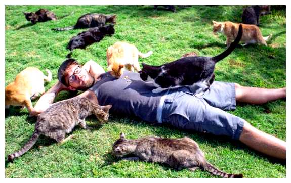 Какие страны любят кошек