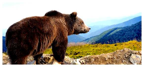 Какие животные живут в Испании