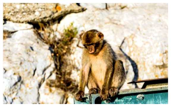 Какие животные живут в Испании