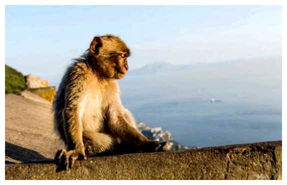 Какие животные живут в Испании