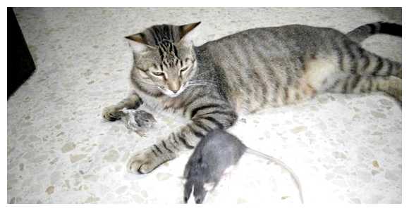 Какие животные живут в Испании