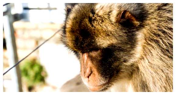 Какие животные живут в Испании