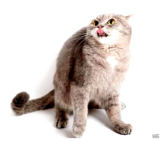 Какой запах отпугивает котов и кошек