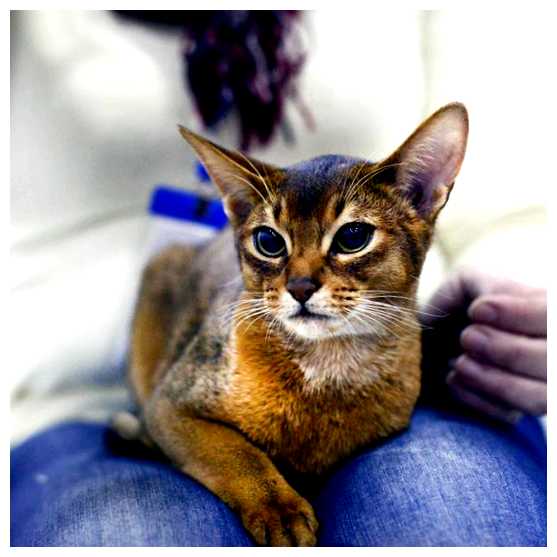 Кого боятся кошки