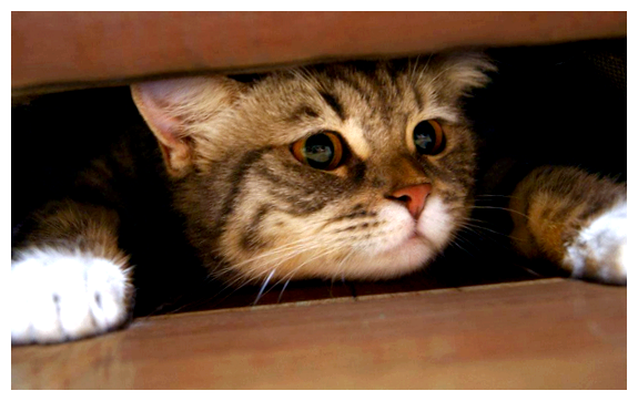 Кого боятся кошки