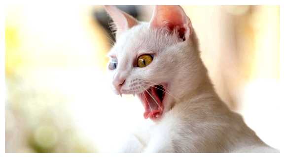 Кого боятся кошки