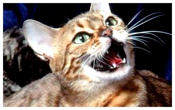 Кого боятся кошки