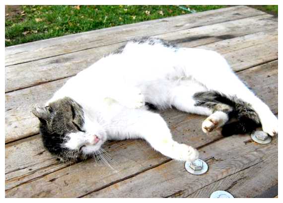 Кого боятся кошки