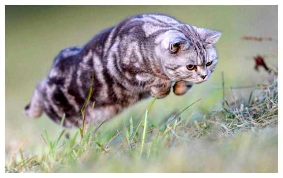 Кого из людей не любят кошки