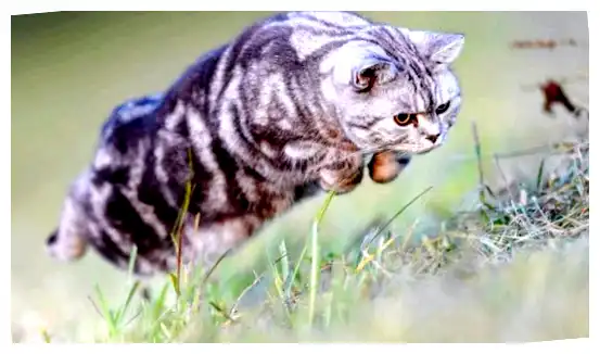 Кого из людей не любят кошки