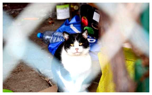 Кого из людей не любят кошки