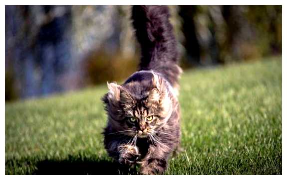 Кого из людей не любят кошки