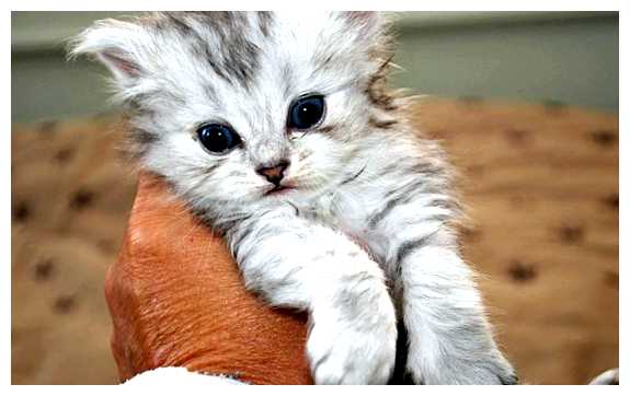 Кого из людей не любят кошки