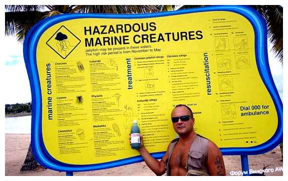 Кто кусает в море во Вьетнаме