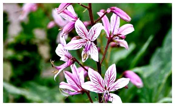 Можно ли рвать цветы в Испании (можно, испании, собирать цветы, цветов Испании) Можно ли рвать цветы в Испании