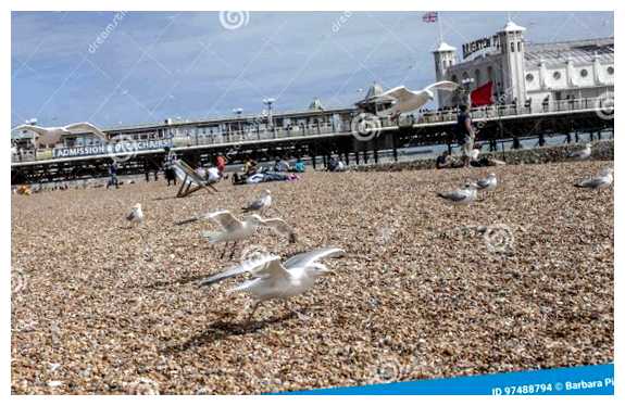 Почему Брайтон Чайки