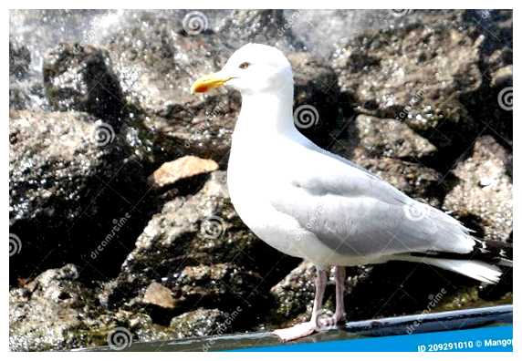 Почему Брайтон Чайки