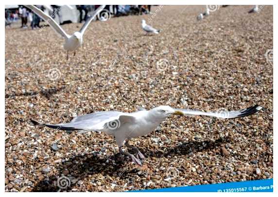 Почему Брайтон Чайки