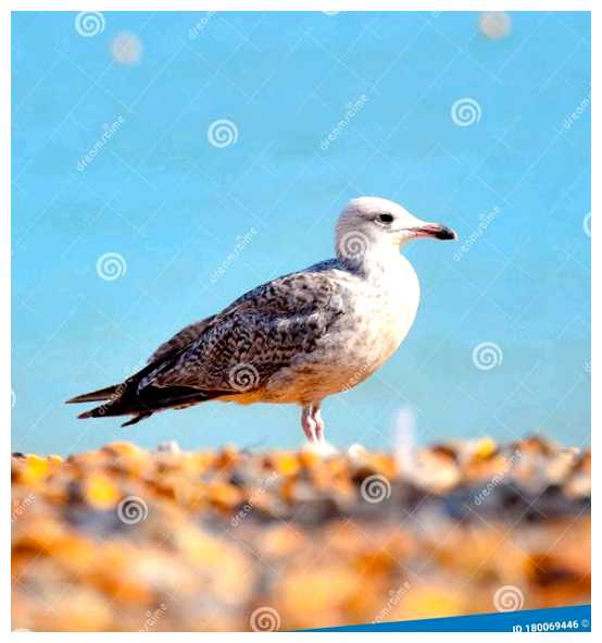 Почему Брайтон Чайки