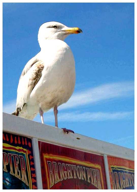 Почему Брайтон Чайки