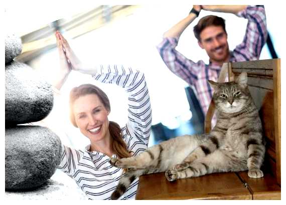 Почему буддисты не любят кошек