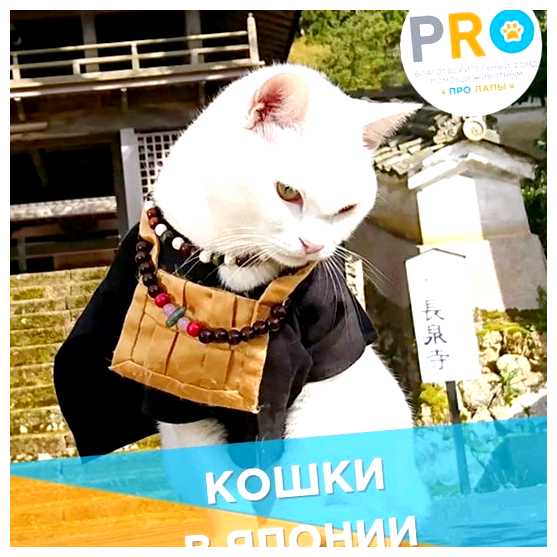 Почему буддисты не любят кошек