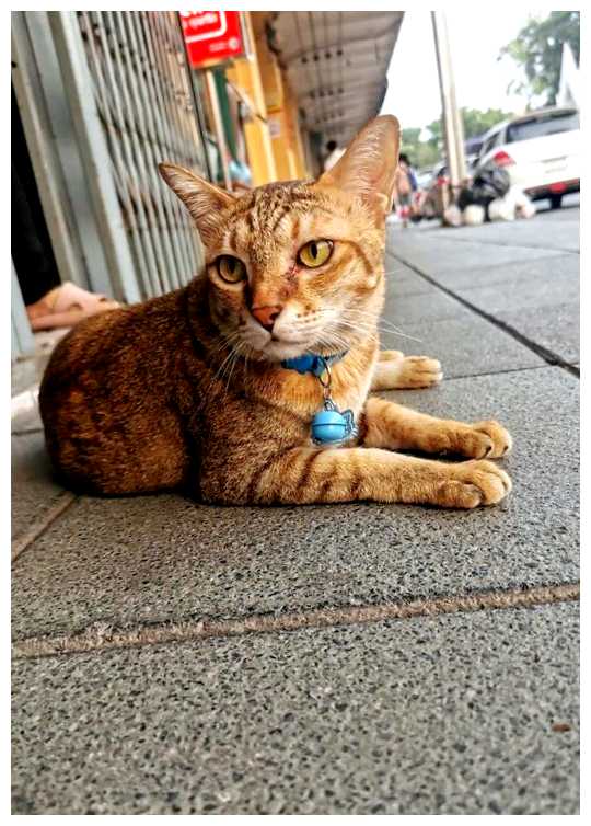 Почему буддисты не любят кошек