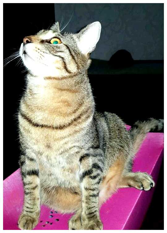 Почему буддисты не любят кошек