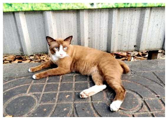 Почему буддисты не любят кошек