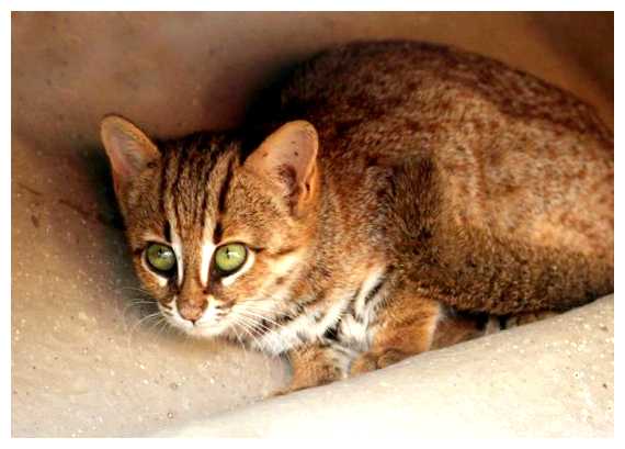 Почему нет кошек в Индии