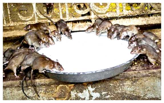 Почему нету кошек в Индии