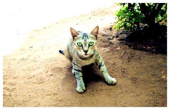 Почему нету кошек в Индии