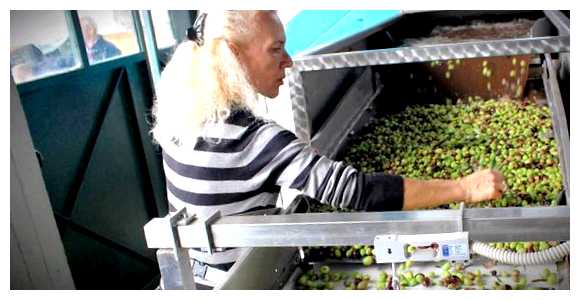 Сколько можно вывозить оливкового масла из Греции