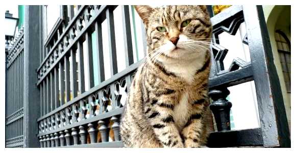 В каком городе кошек больше чем людей