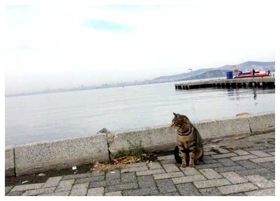 В каком городе кошек больше чем людей