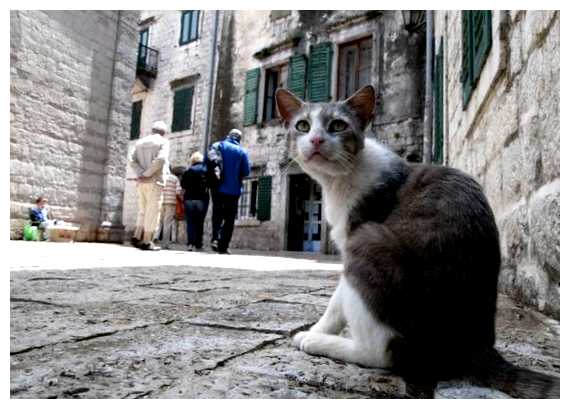 В каком городе кошек больше чем людей