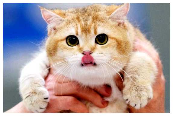 В каком городе кошек больше чем людей