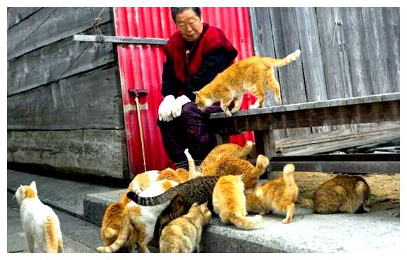 В каком городе любят кошек