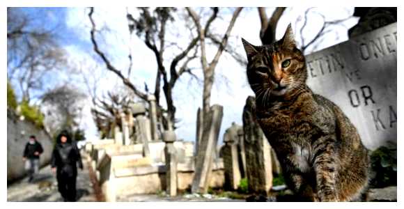 В каком городе любят кошек