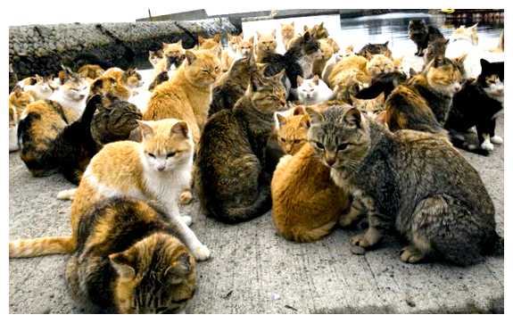 Где очень много кошек